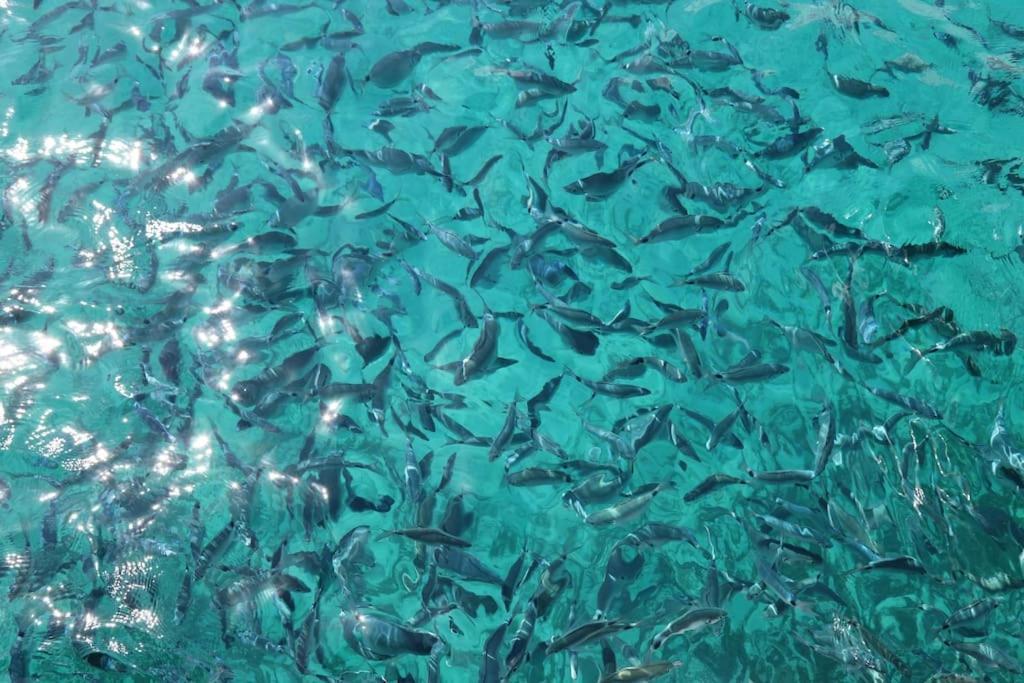 Ocean Flat Leilighet Cagliari Eksteriør bilde